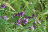 Vicia villosa