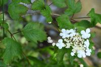 Viburnum opulus