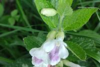 Melittis melissophyllum