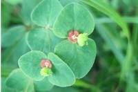 Euphorbia dulcis