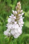 Dactylorhiza maculata