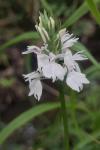Dactylorhiza maculata