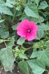 Malva trimestris