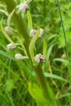 Himantoglossum hircinum