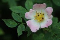 Rosa canina