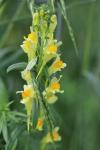 Linaria vulgaris