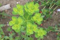 Euphorbia helioscopia