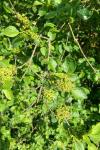Rhamnus cathartica