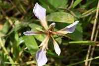 Iris foetidissima