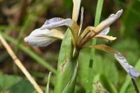 Iris foetidissima