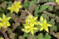 Sedum acre