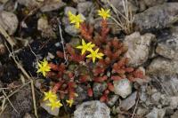 Sedum acre
