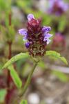 Prunella vulgaris