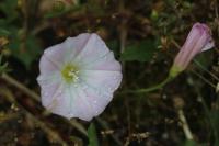 Convolvulus arvensis