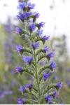 Echium vulgare