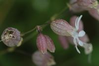 Silene vulgaris