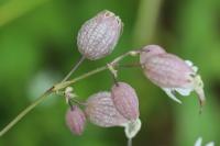 Silene vulgaris