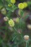 Trifolium campestre