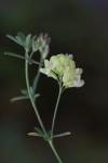 Medicago sativa