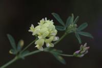 Medicago sativa