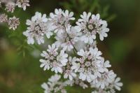 Coriandrum sativum