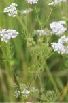 Coriandrum sativum