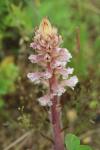 Orobanche amethystea