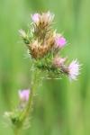 Carduus tenuiflorus