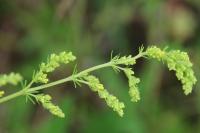Galium verum