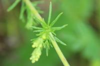 Galium verum