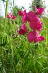 Lathyrus tuberosus