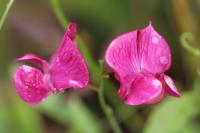 Lathyrus tuberosus