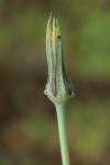 Tragopogon pratensis