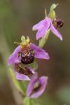 Ophrys apifera