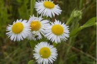 Erigeron annuus