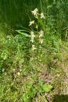 Platanthera chlorantha