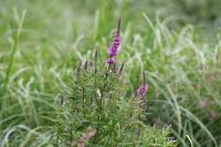 Lythrum salicaria