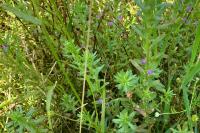 Lythrum hyssopifolia