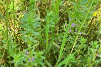 Lythrum hyssopifolia