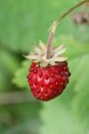 Fragaria vesca