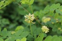 Astragalus glycyphyllos