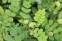 Astragalus glycyphyllos