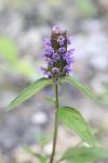 Prunella vulgaris