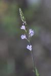 Verbena officinalis