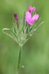 Dianthus armeria