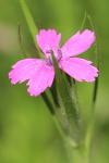 Dianthus armeria