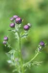 Cirsium arvense