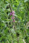 Lythrum salicaria