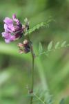 Vicia sepium