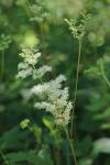 Filipendula ulmaria